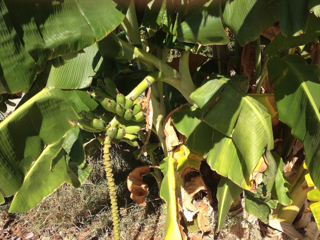Τhe Banana Tree Beach House Marathón Esterno foto